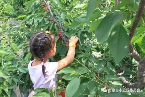 秦皇岛采摘园在哪里（秦皇岛采摘园哪个好）