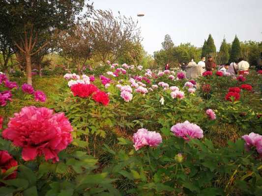 邯郸市花（邯郸市花是什么花,象征什么）