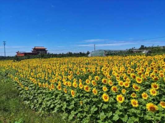 秦皇岛向日葵花海门票（2021秦皇岛赏花）