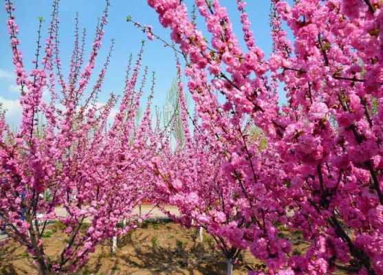 秦皇岛清明赏花（秦皇岛清明赏花去哪儿）