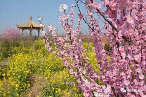 清明节邯郸看花（邯郸附近看花的地方）