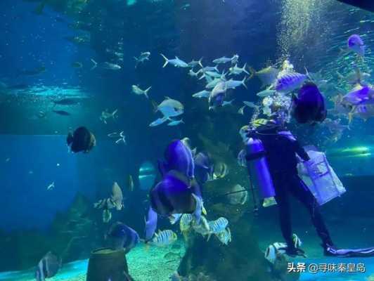 秦皇岛水族网怎么没了（秦皇岛水族馆开放时间）