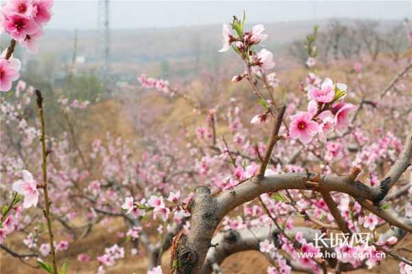 秦皇岛哪里可以看桃花（2021年秦皇岛桃花节）