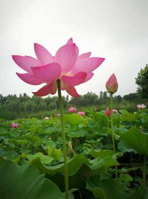 莲花的邯郸（莲花的莲的）