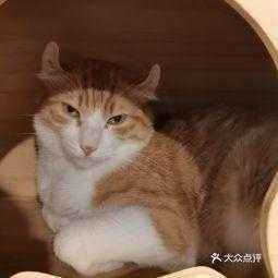 秦皇岛猫宅（秦皇岛猫咖在哪里）