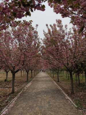 邯郸樱花园电话（邯郸樱花园门票多少钱）