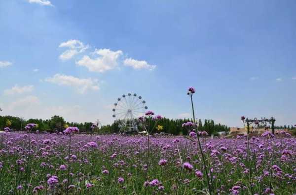 邯郸香草湖图片大全（邯郸香草湖现在营业吗）