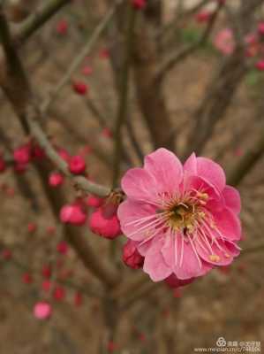 邯郸梅花节（邯郸梅花什么时候绽放）