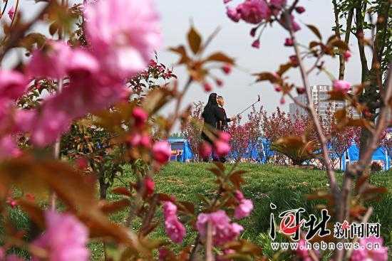 邯郸樱花广场在哪里（邯郸樱花节）