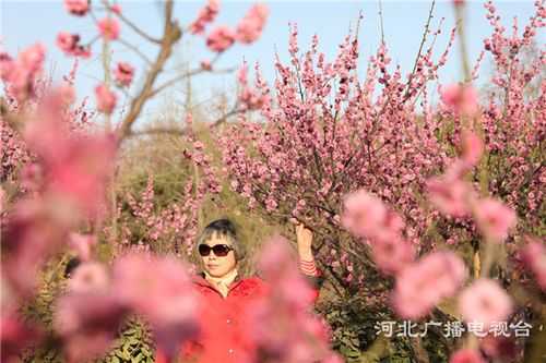 邯郸哪里赏花（邯郸3月赏花）